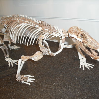 Bild vergrern: Procynosuchus Skelett im Museum