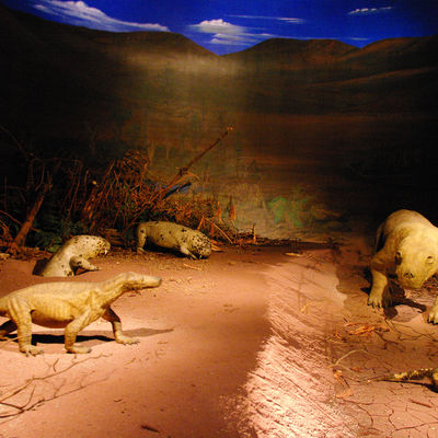 Bild vergrößern: Procynosuchus Modell im Museum
