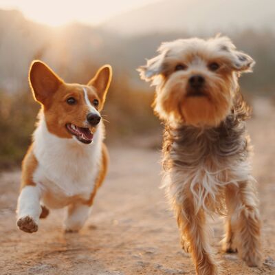 Bild vergrößern: Symbolbild Hundesteuer
Auf dem Bild sind zwei Hunde auf einen Feldweg zu sehen. Bei den Hunden handelt es sich um einen Corgi und einen Yorkshire-Terrier. Im Hintergrund des Bildes geht die Sonne unter.