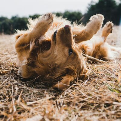 Bild vergrößern: Symboldbild Hundesteuer
Das Bild zeigt einen Golden-Retriever. Der Hund wälzt sich auf dem Rücken auf einer Wiese, dabei hebt er seine Pfoten in die Luft.