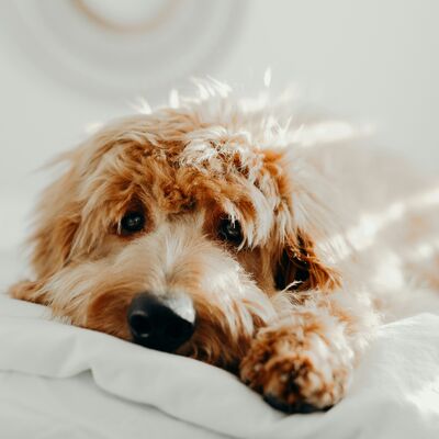Bild vergrößern: Symbolbild Hundesteuer
Das Bild zeigt einen Goldendoodle. Der Hund liegt auf einer weißen Bettdecke und guckt in die Kamera.