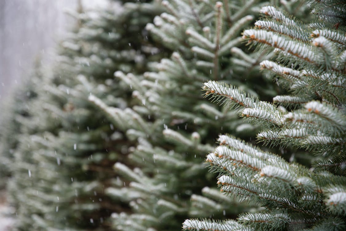 Das Foto zeigt mehrere schneebedeckte Tannenbäume.